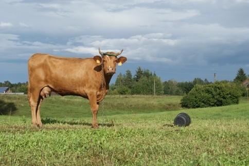 krowa tutejsza pozuje do zdjęcia, nie powiem nawet zgrabnie jej to idzie