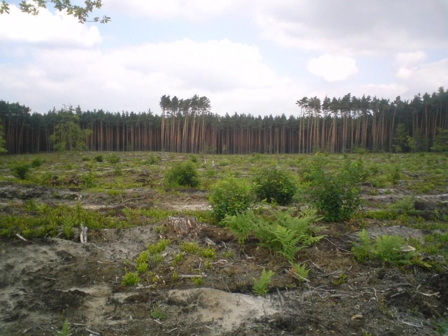 Zrąb