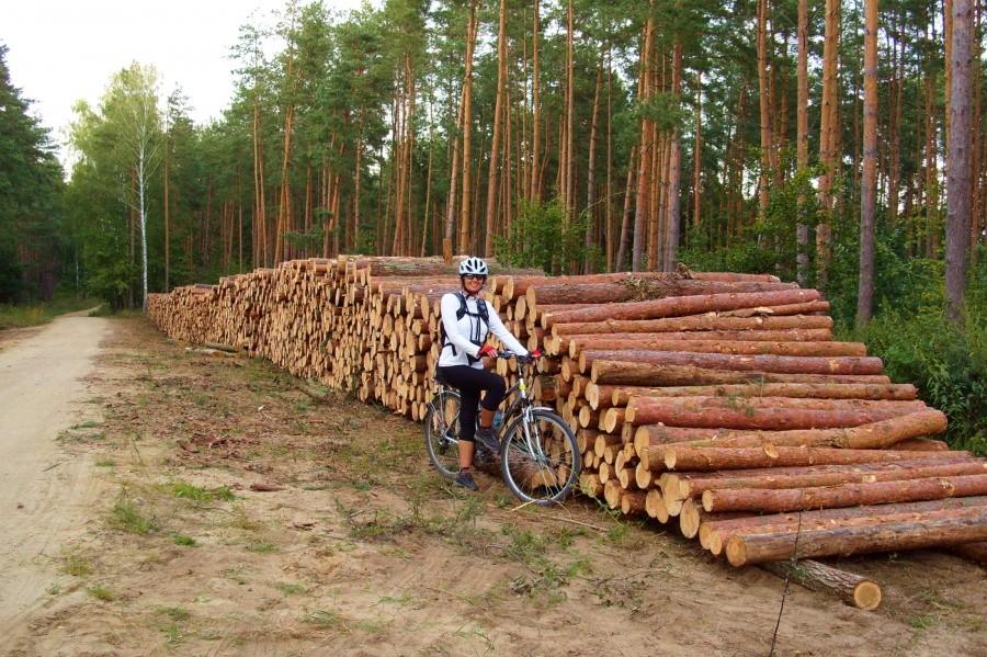 Lubiszewski las….