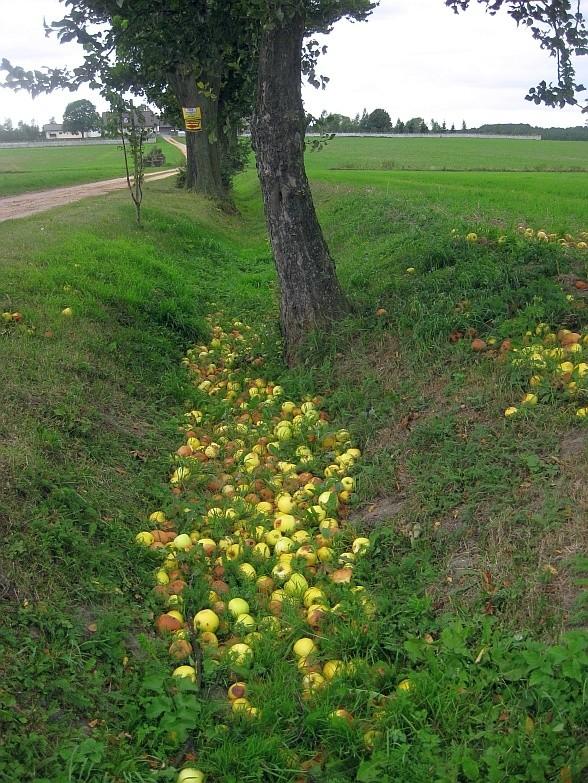 Pożywienie w rowie