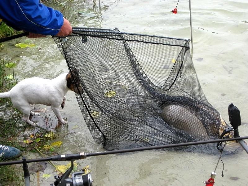 Tak jest - 12kg. żywego Karpia Królewskiego