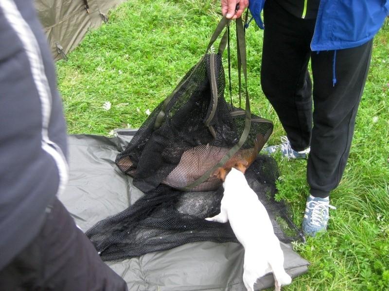 Piesek się domagał rozmowy z Panem Karpiem
