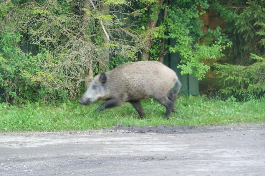 Dzik. Jak gdyby nigdy nic pojawił się znikąd, niewzruszony ludźmi przeszedł przez drogę i zniknął w lesie. Cóż, jest u siebie.