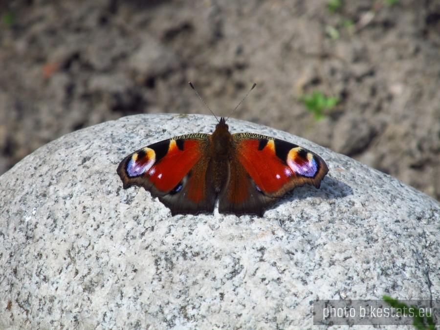 motyl