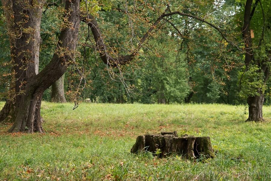 park zamkowy