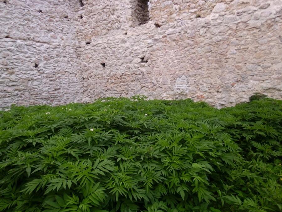 Objazd trasy BSOrient - a w środku plantacja ;)