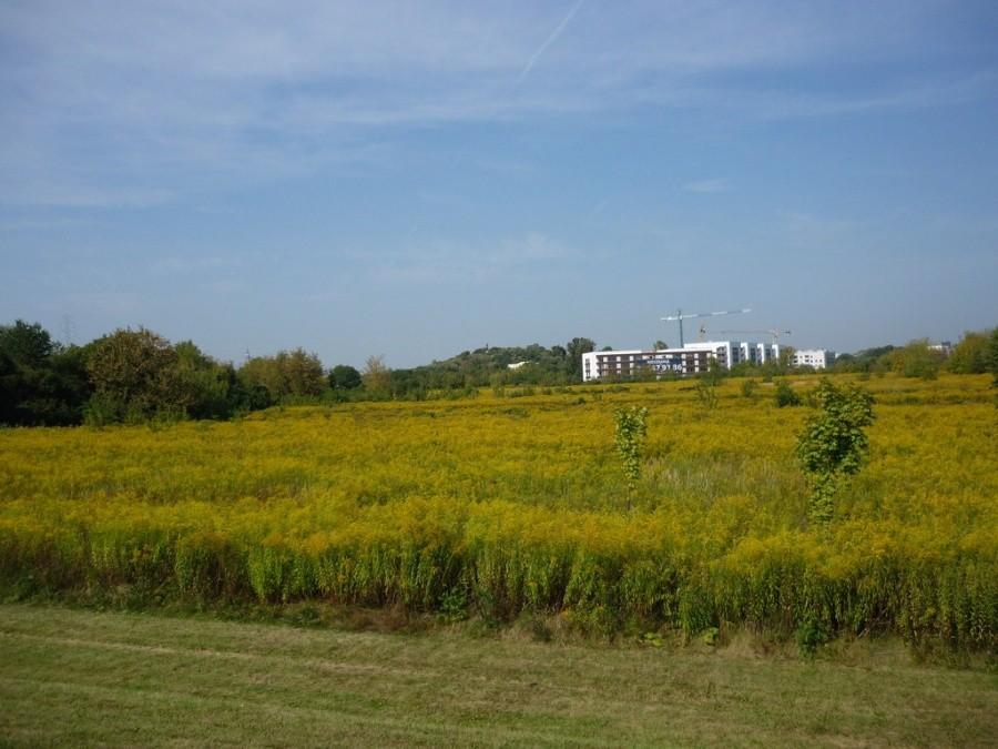 Krajobraz wiejsko - miejski