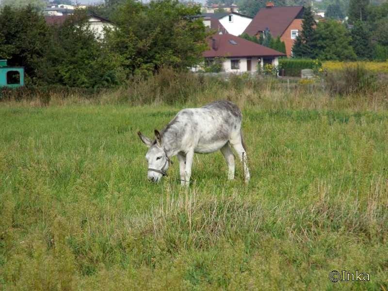 Na polance pasł się osiołek
