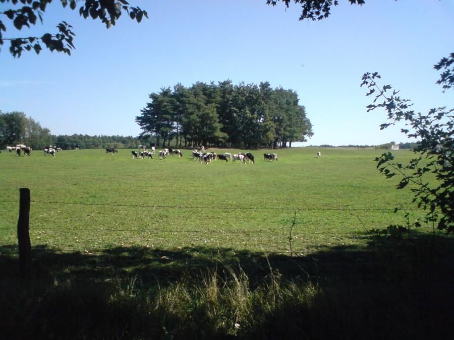 Stadko krów