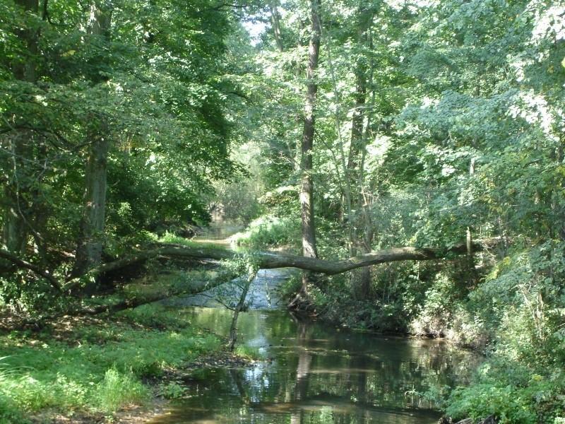 Rzeka Grabia
