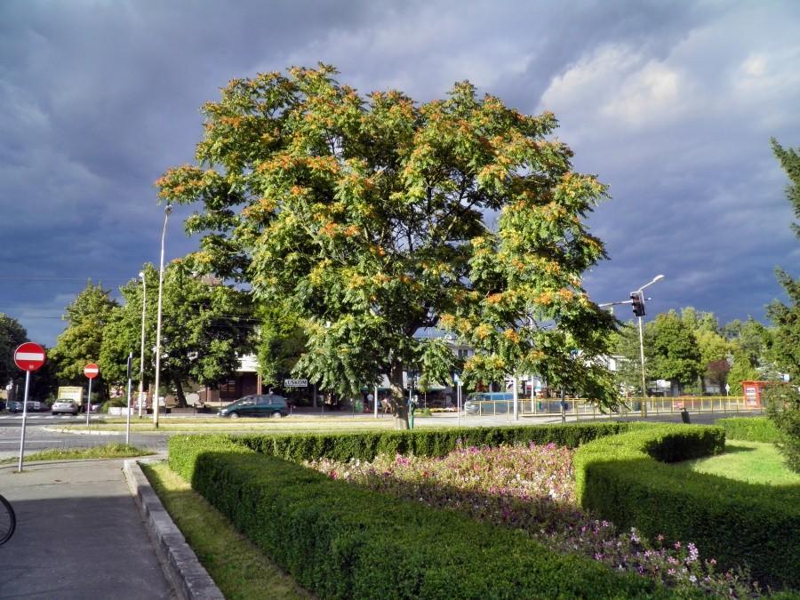 Urzekło mnie to drzewo z ulicy Ku Słońcu na tle granatowych chmur podświetlonych pomieniami słońca.