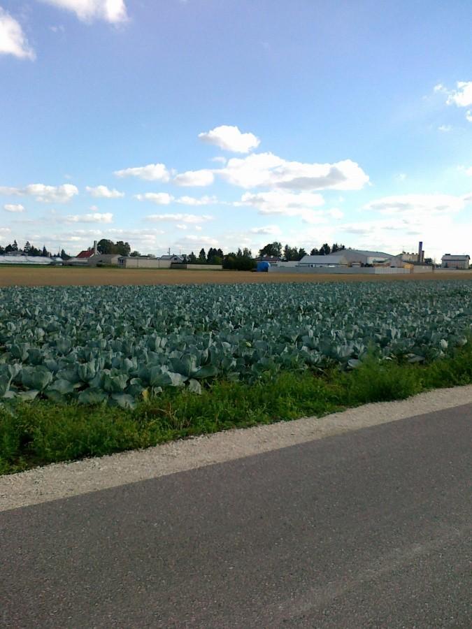 Kapusta na warszawskim polu..