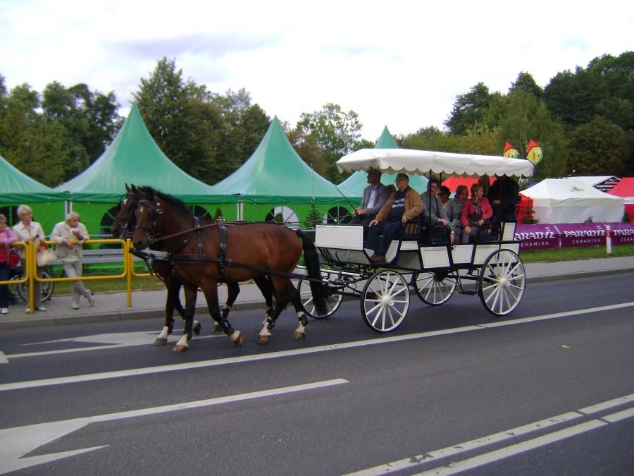 Spalskie dorożki