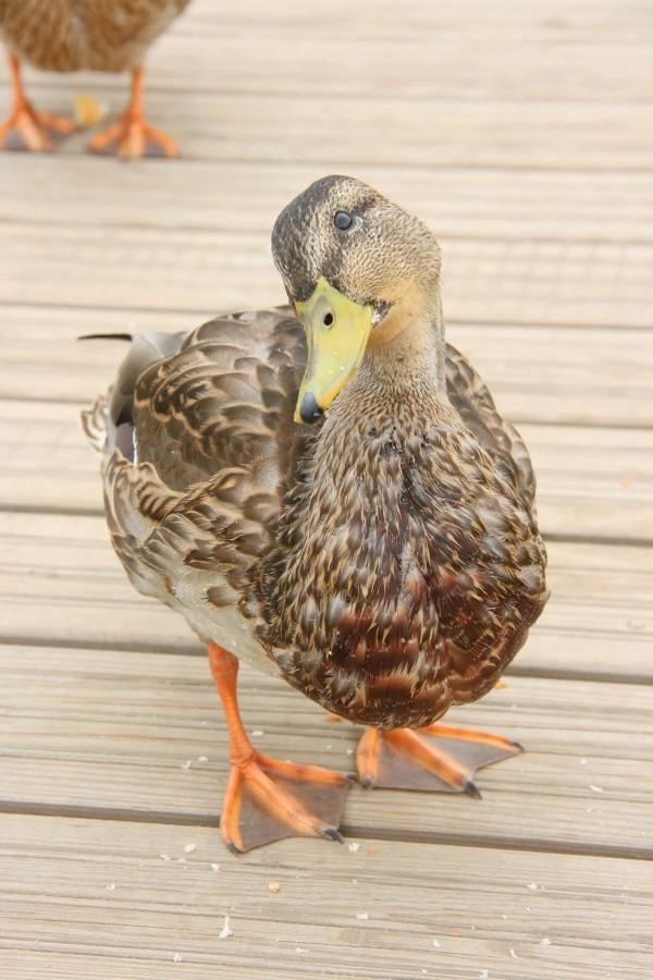 What the duck!!!