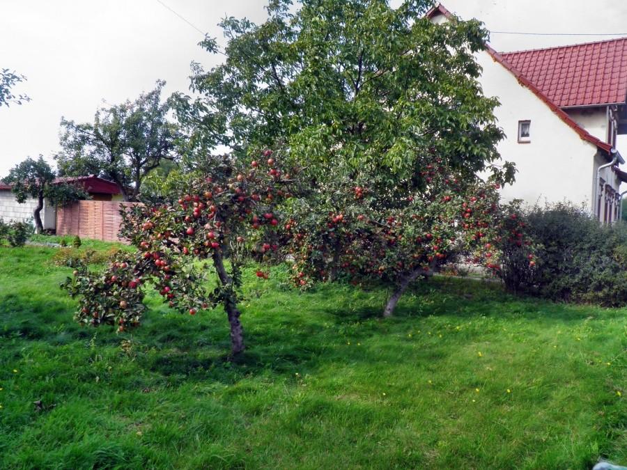 Wyjątkowy urodzaj jabłek - tu dwie jabłonie z ogródka w Jasienicy.