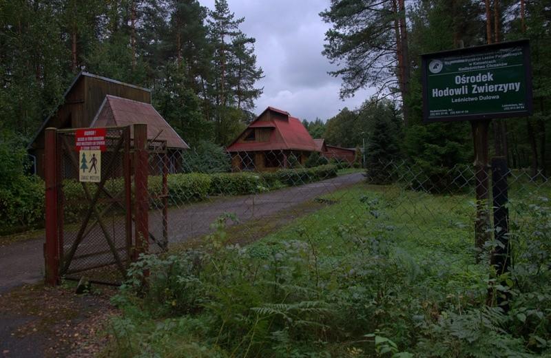 W puszczy Dulowskiej