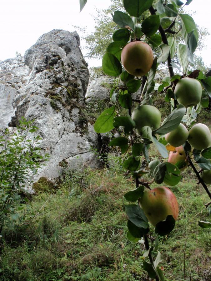 Dzika jabłoń pod skałką
