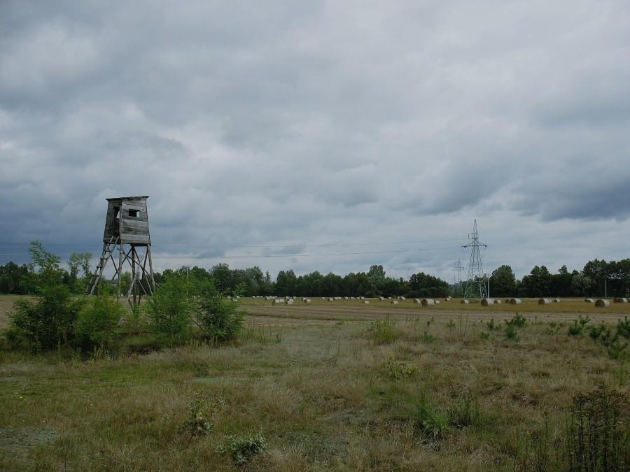 Januszew