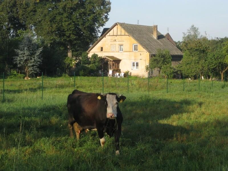 Mućka w Głębokiem - mleka bym się napił...