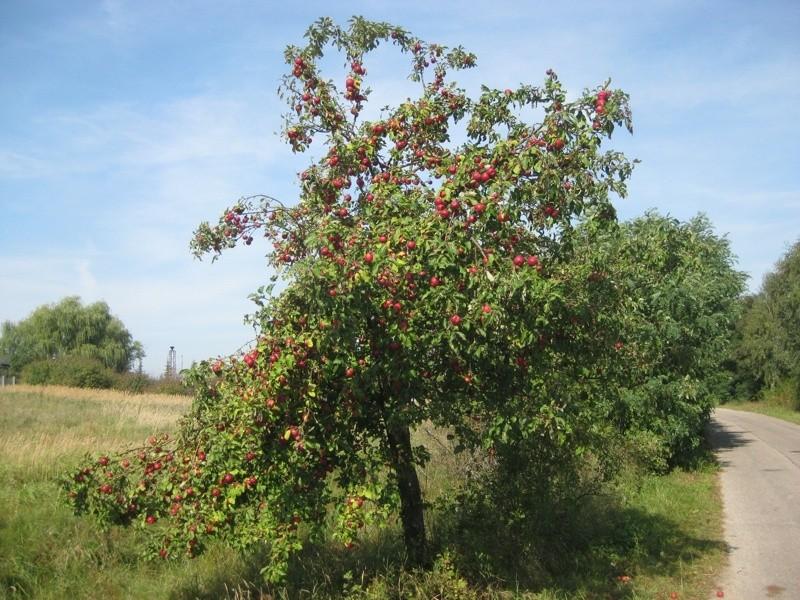 Etalonowa jabłonka :-)