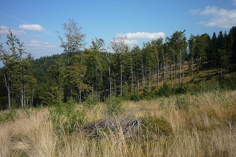 Widoczek