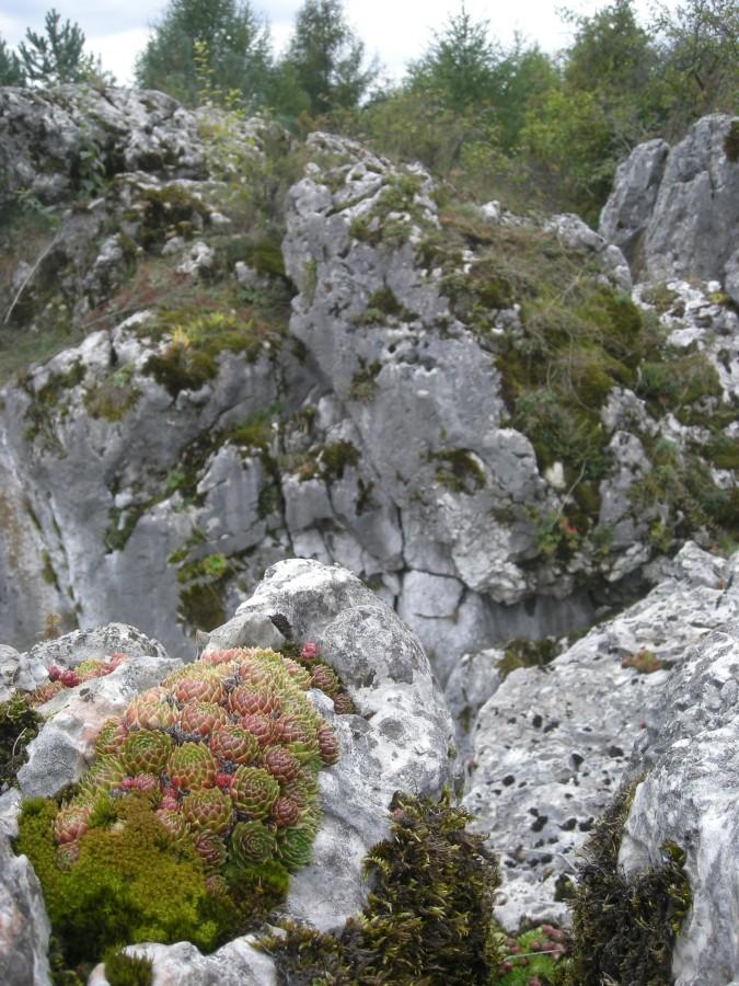 Rojniki na jurajskich skałach.