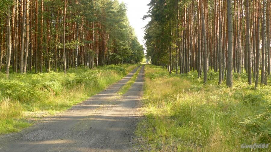 10 km prostej drogi leśnej :D