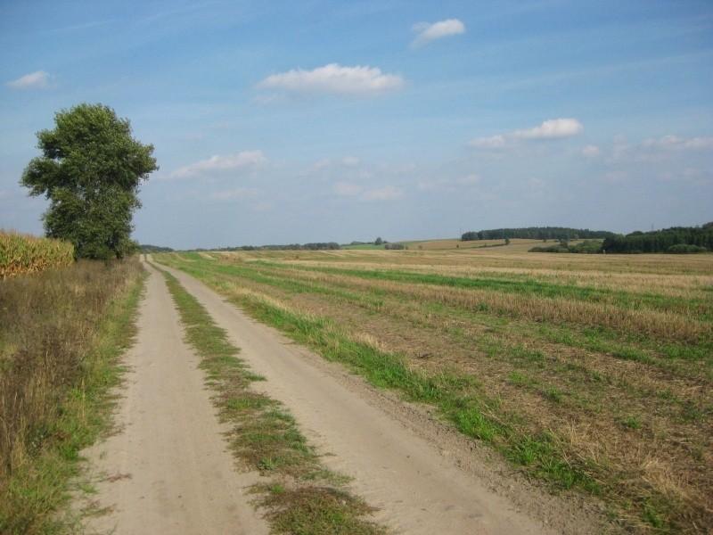 Polna droga za Karłowicami