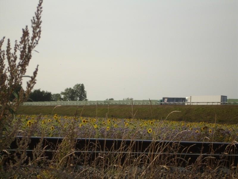 Przyautostradowe słoneczniki