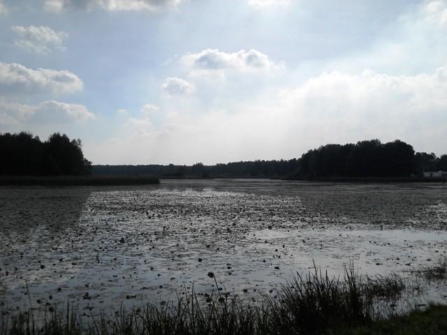 jakieś chaszcze (grążel)