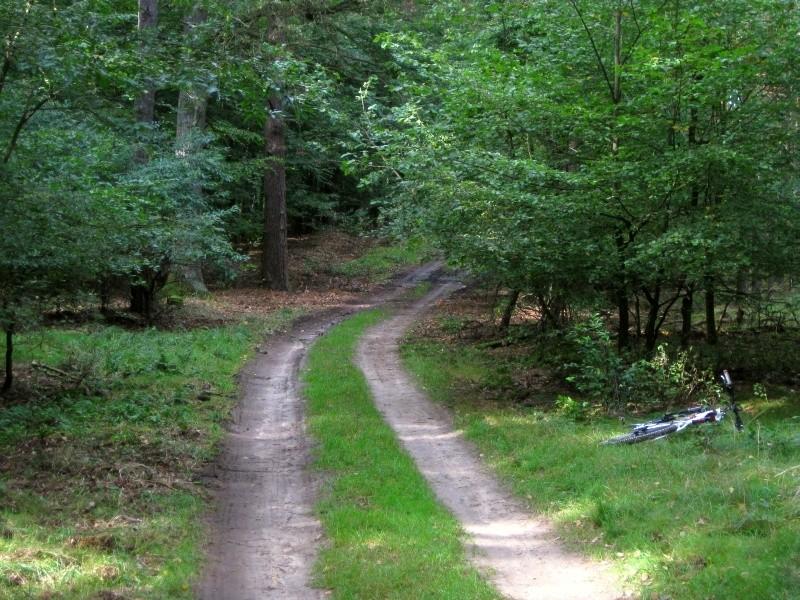 Puszcza Zielonka - droga leśna