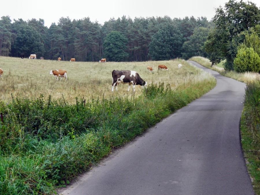 Przy drodze do Blankensee.