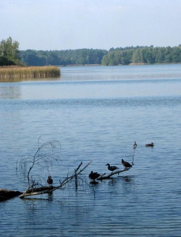 Kaczki krzyżówki nad Jeziorem Kowalskim