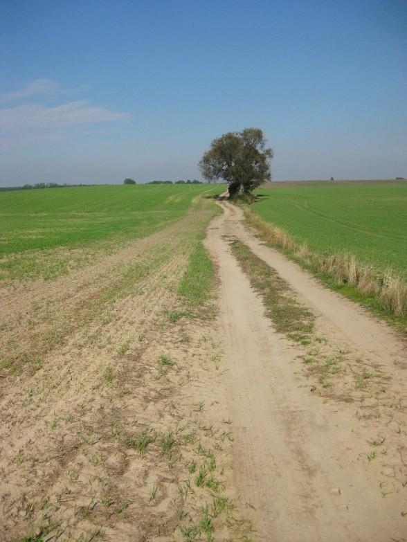 Typowa droga polna