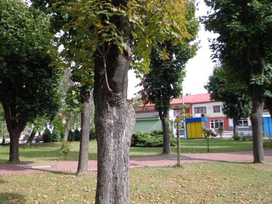 Wiewiórka (brzdąc nr 1 ) widzisz go ??