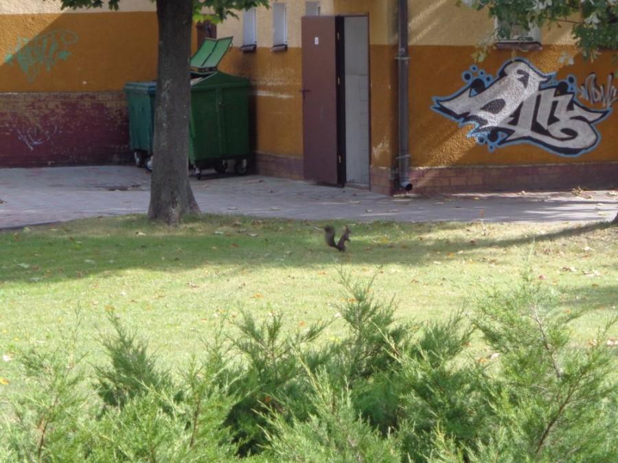 brzdąc numer 2 ..gdzie go niby widzisz ??