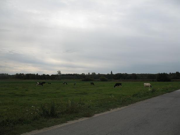 Na to pole upadł w sierpniu 1994 meteoryt.