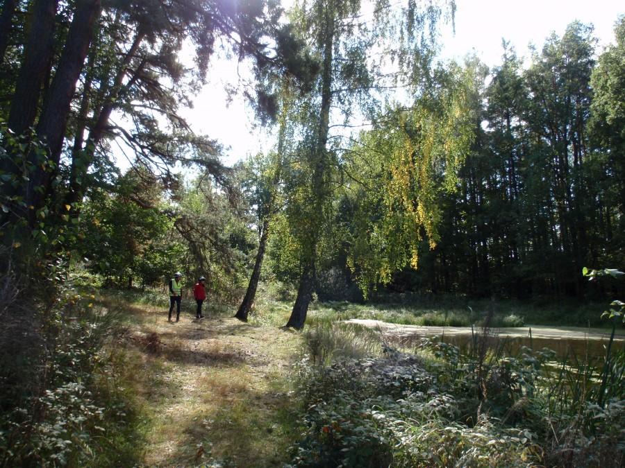Spacer wśród stawów