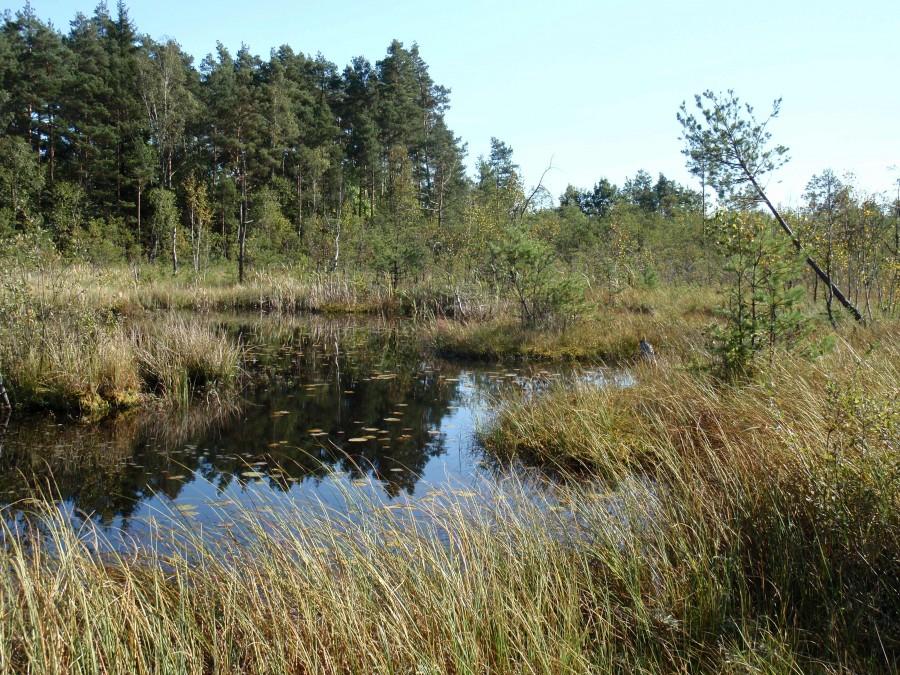 Torfowisko w Dolinie Kocinki