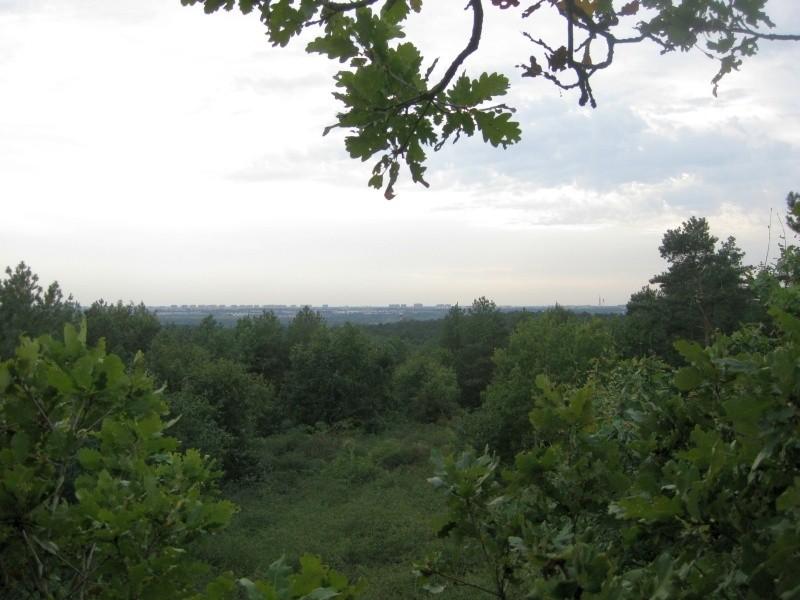 Dziewicza Góra - widok z drzewa