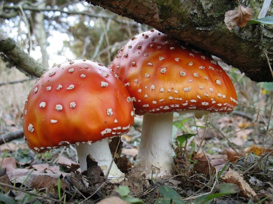 Muchomorki znad Tarczynki