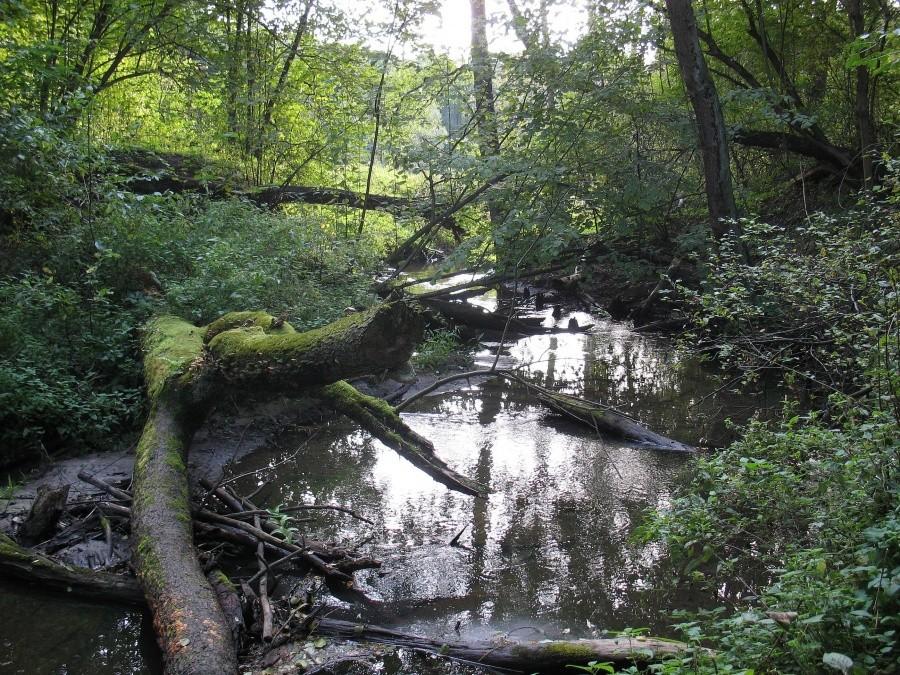 Tarczynka