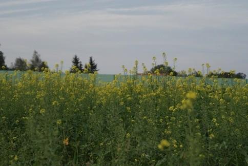 w zielone