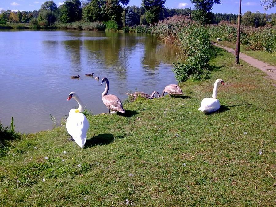 Rodzina łabędzi nad zbiornikiem w Blachowni I.
