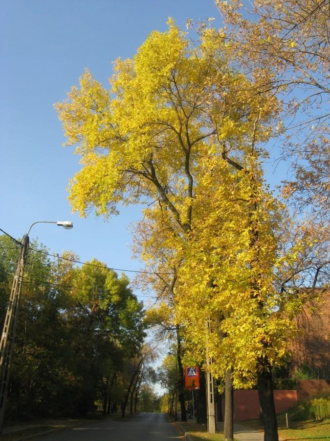 Jesień