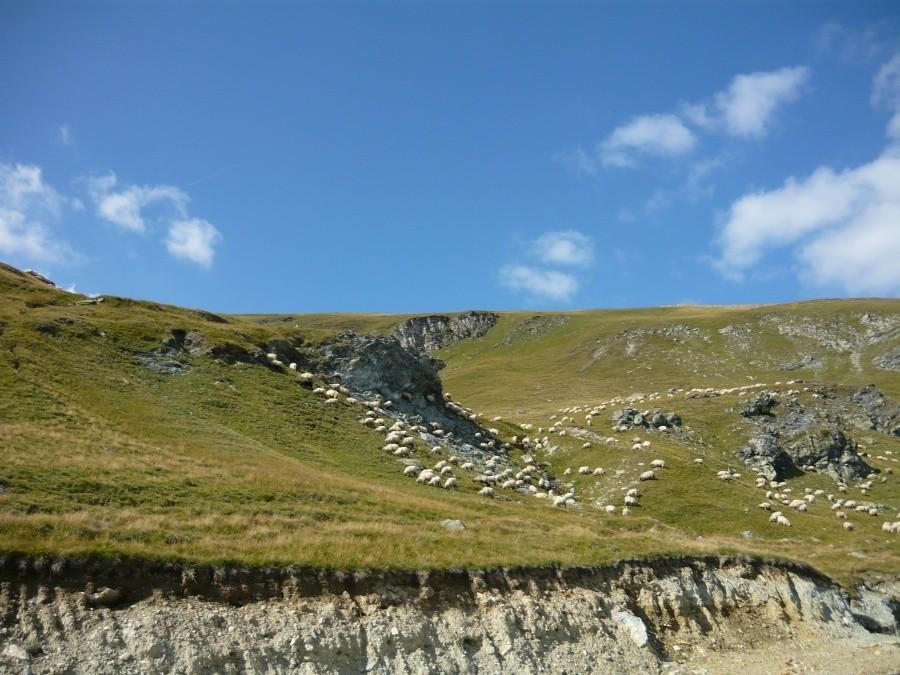 Wypas owiec na zboczu - Transalpina - Rumunia