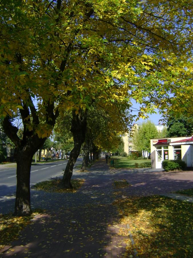 Ścieżka rowerowa na ul Św.Antoniego w jesiennej scenerii