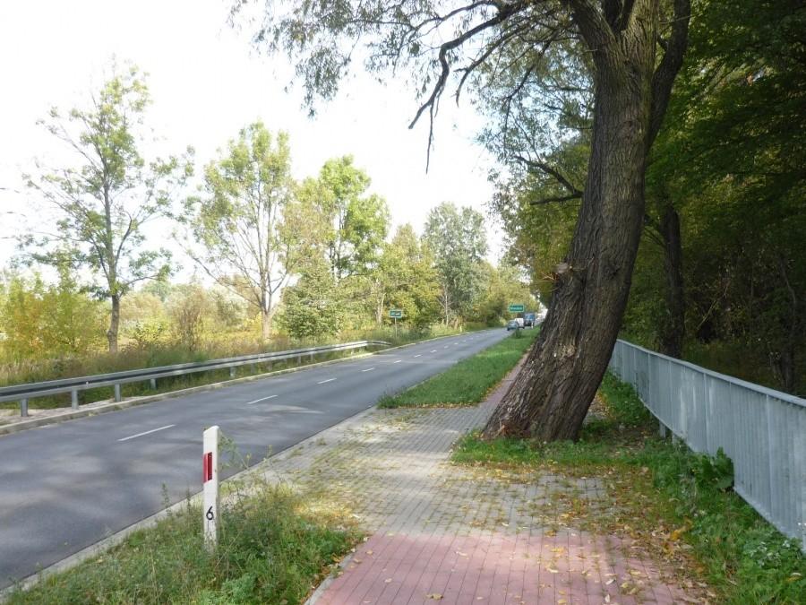 Topola na środku ściezki rowerowej