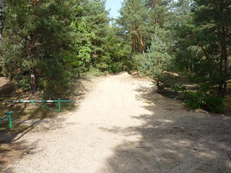 Piaski mazowieckie w Puszczy Kampinoskiej