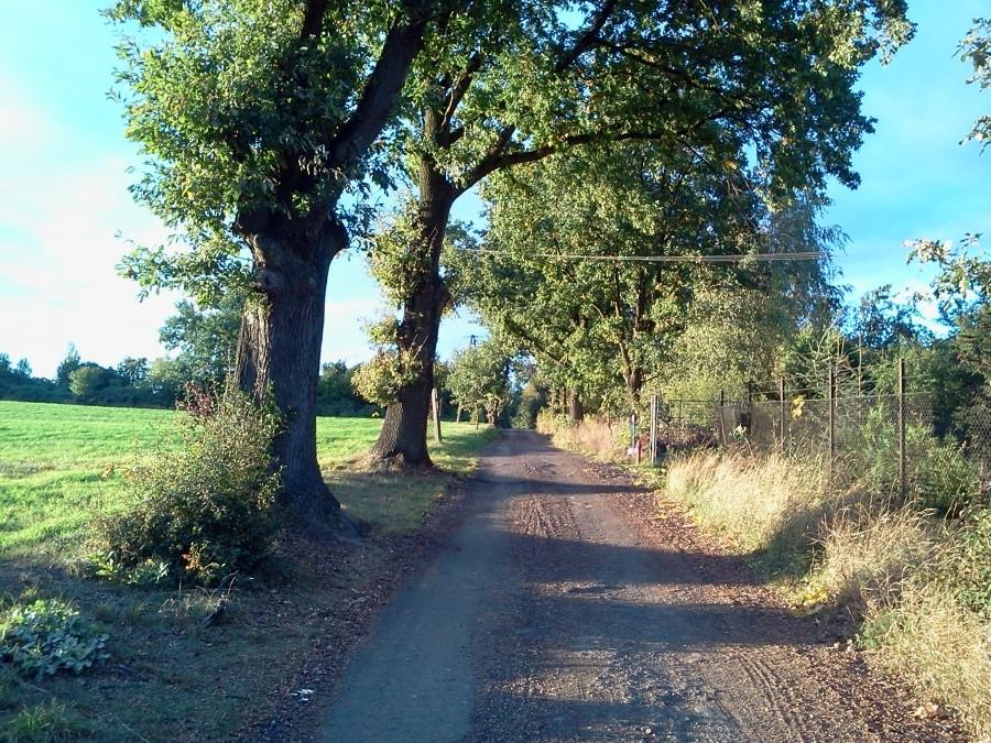 Morasko